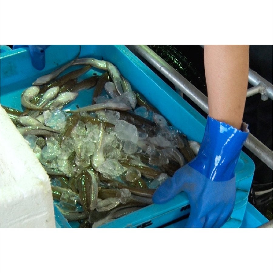 塩化ビニール手袋耐油ビニローブ石油漁業農機水害清掃ブルーM/L/LLショーワグローブ650